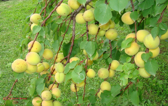 Sviluppo vegetale dell'' albicocco Prunus armeniaca